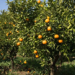 ��� ��������� ������� ���������: ������� ����������� ���������