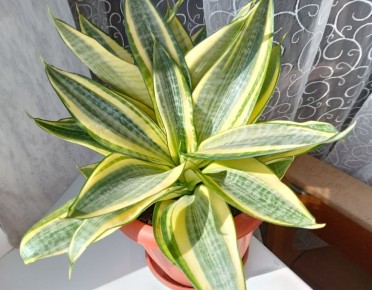 ����������� '����� ������': �������������� ��������������� �������� ��� ������ ���������