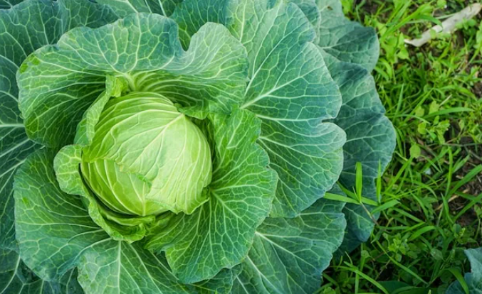 После подкормки доломитовой мукой кочаны капусты становятся крепче и крупнее