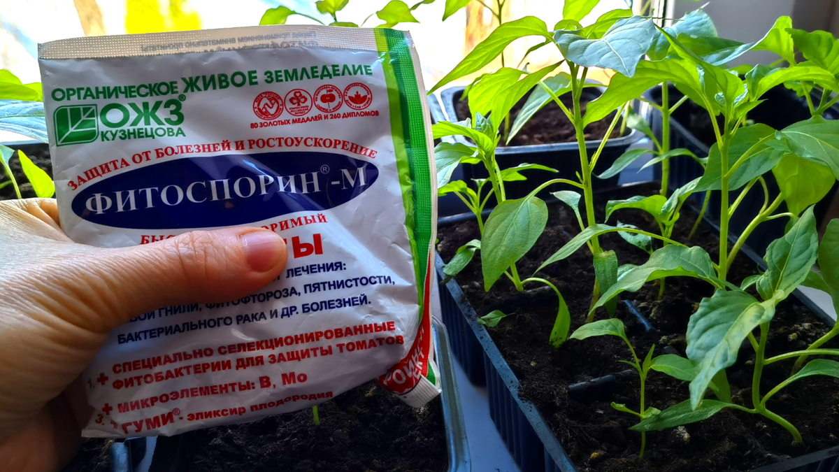 Фитоспорин: секреты успешного роста рассады