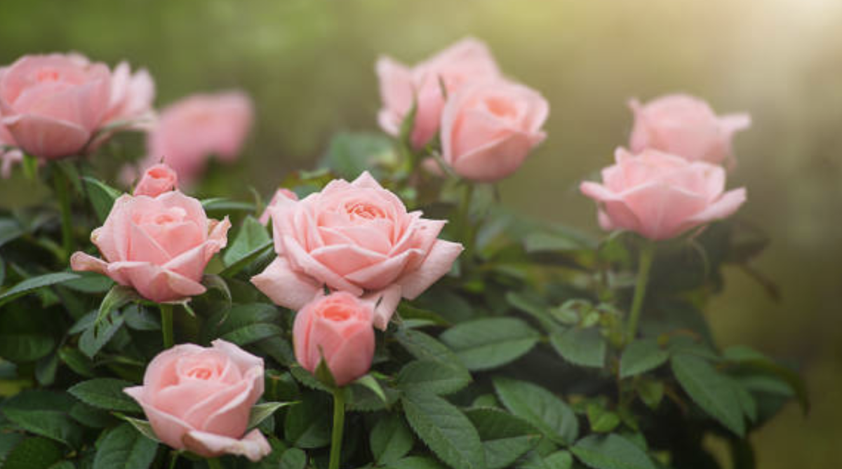 Заботясь о красоте роз