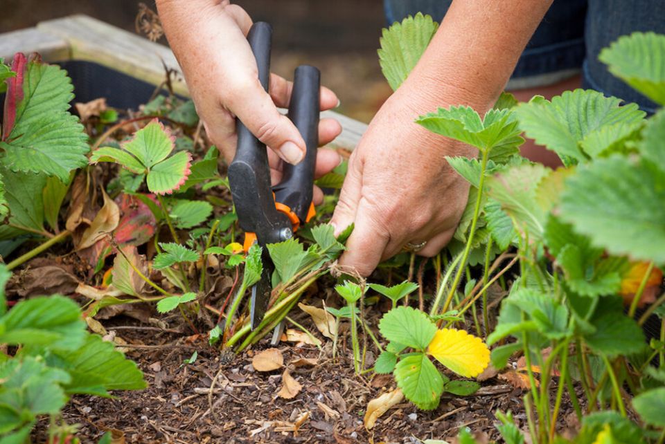 ������� ������� ��������: ��� ������ � �������� �������� ����� ����� ������