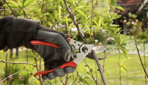 Секреты обрезки садовых растений: когда и как правильно ухаживать за своим садом
