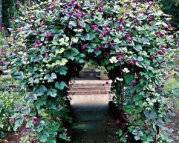 Гиацинтовые бобы: секреты успешной посадки и ухода за ценной культурой