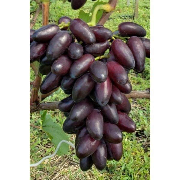 �������� ���� �����: ��� ������� ��������� ������� ��� �������� �������