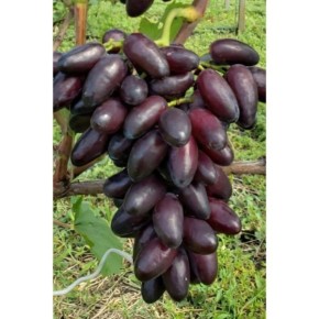 Виноград Найт Бьюти: как создать идеальные условия для сладкого десерта