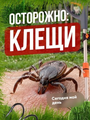 Что нужно каждому знать о клещах