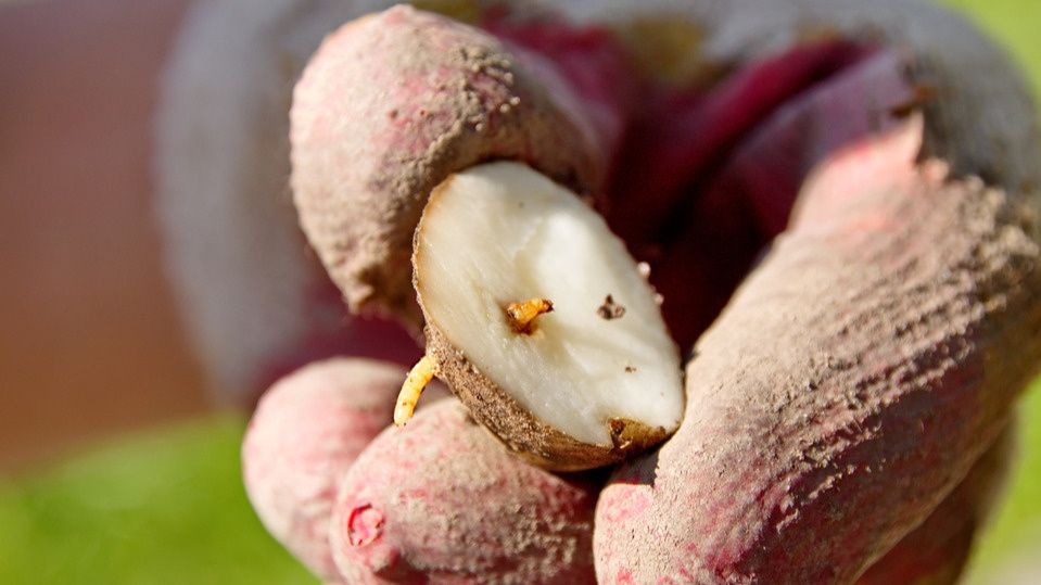 ��� ���������� �� ������������: ������� � ����������� �������� ��������