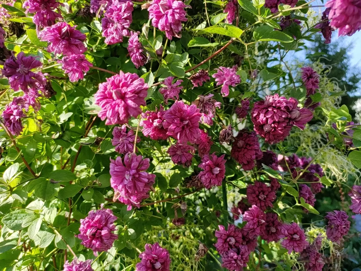 Подготовка к зиме: осенняя обрезка клематисов для здоровья и цветения