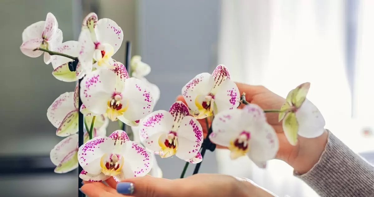 Секрет зимнего цветения орхидей: как домашние ингредиенты помогут вашим растениям