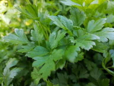 ��������� ��������: ��� ������������� �������, ������� ����� �����������