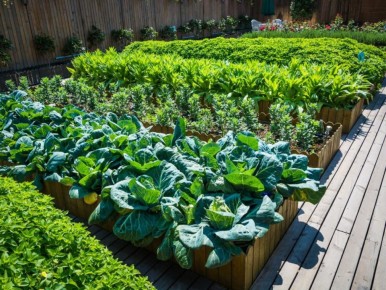 Почему осенняя ботва — ваш лучший друг на огороде