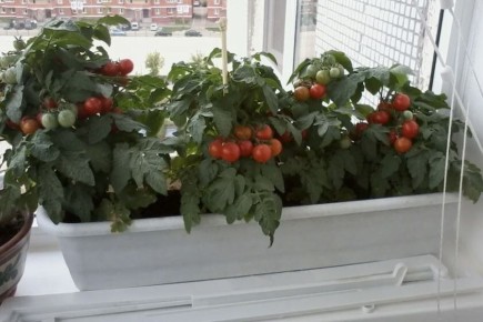 Выращивание помидоров черри на подоконнике зимой: возможно ли это