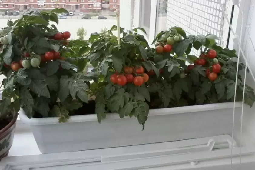 Выращивание помидоров черри на подоконнике зимой: возможно ли это