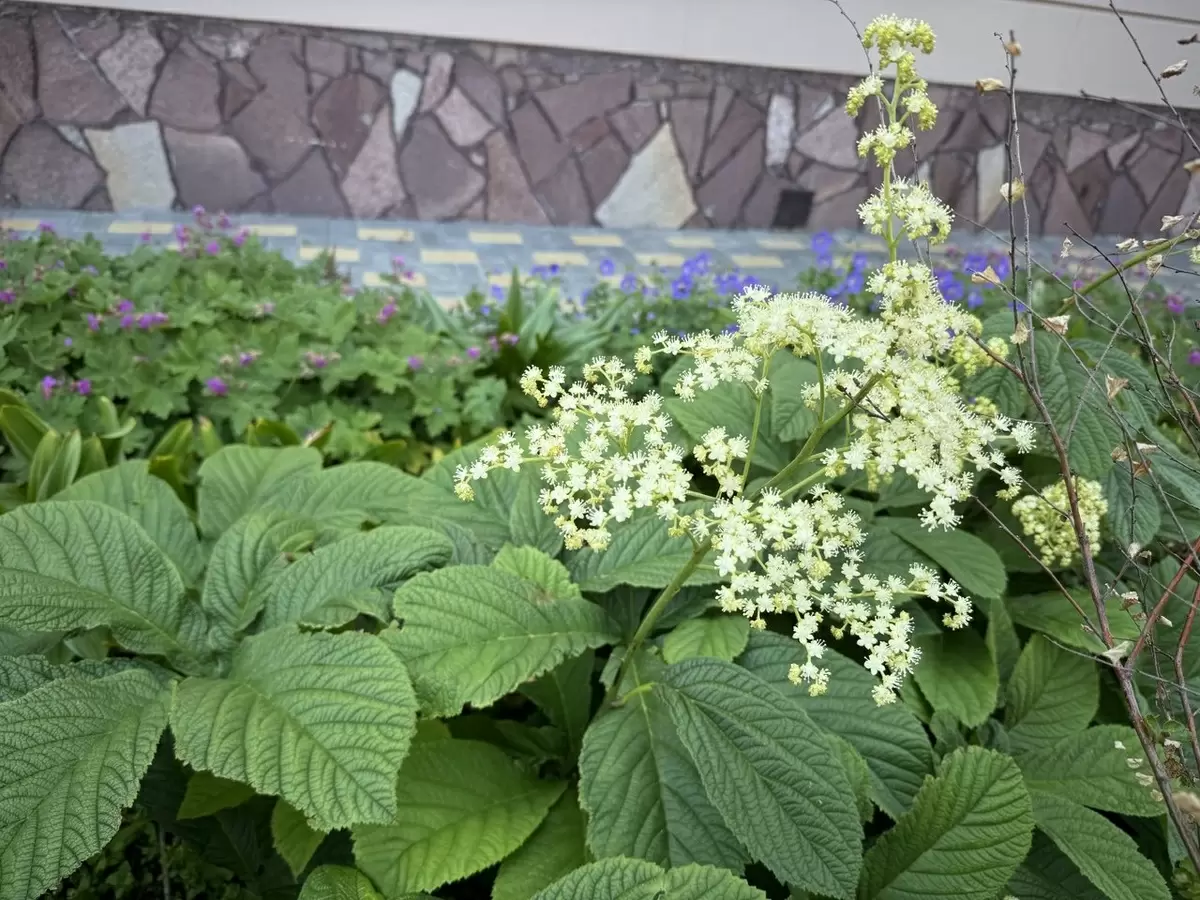 Капризная красота роджерсии: как создать идеальные условия для ее роста