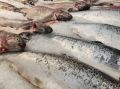 Новгородцы смогут купить рыбу по доступным ценам благодаря акции