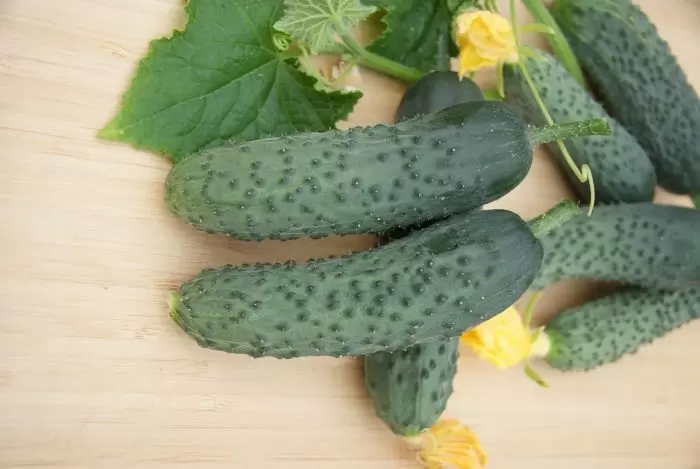 Огурец Рекорд: идеальный гибрид для дачного сезона