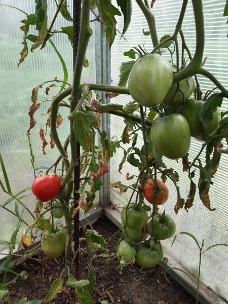 ����� ������: ��������� ����� ��� ������� ���� � ������� ������