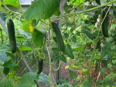 Как дачники извлекают второй урожай: секреты успешного осеннего огорода