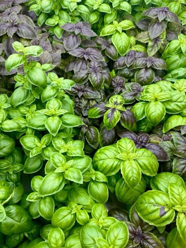 ��� ��������� ��������� �������: ������ � ������� ��� ��������� ���������