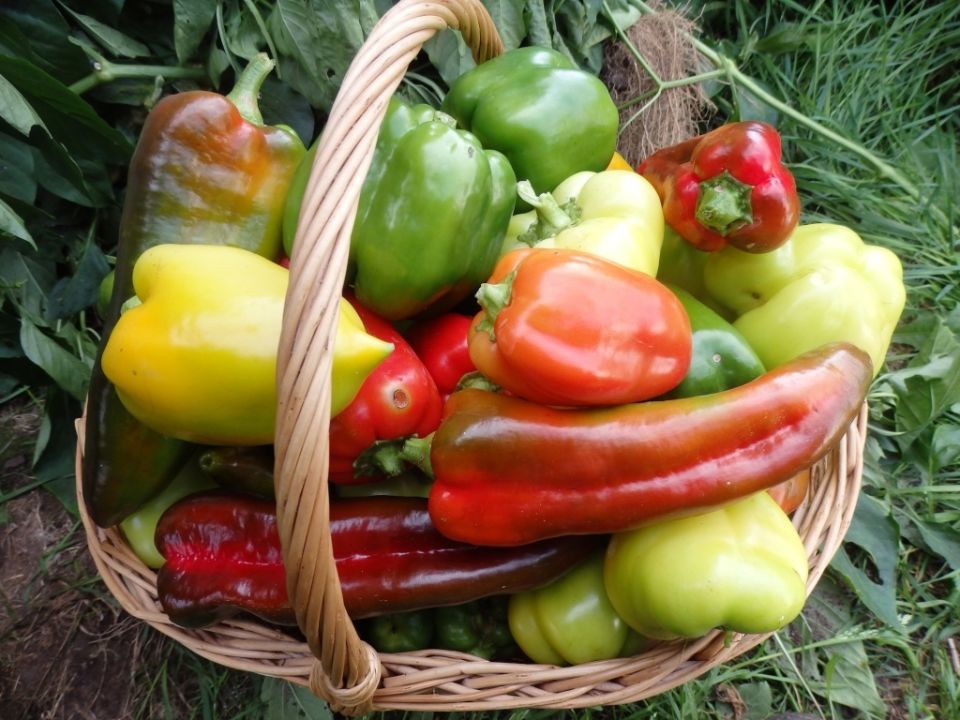 ��� ��������� ��������: ������� ����������� ������ �� ����