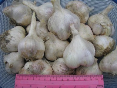 Почему сентябрь – идеальный месяц для посадки чеснока?