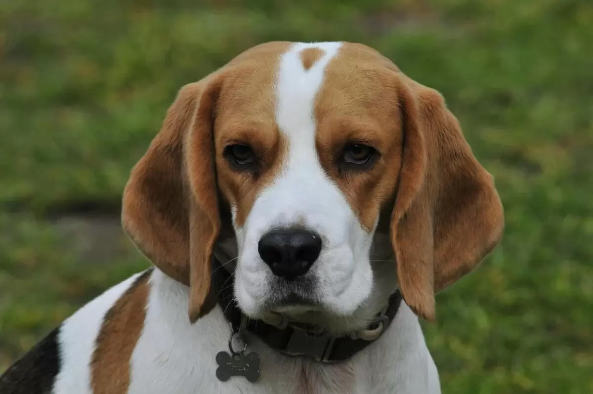 Пять пород собак, которые не подходят для жизни в квартире