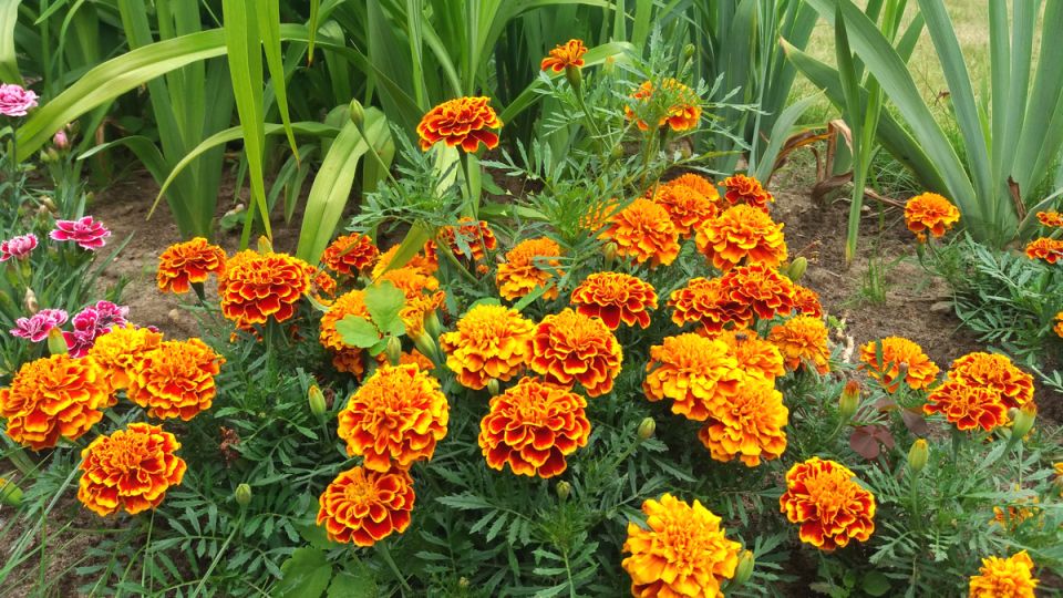 ��� �� ����� ������ ��������: 5 ������� ���� ��� ������ ������