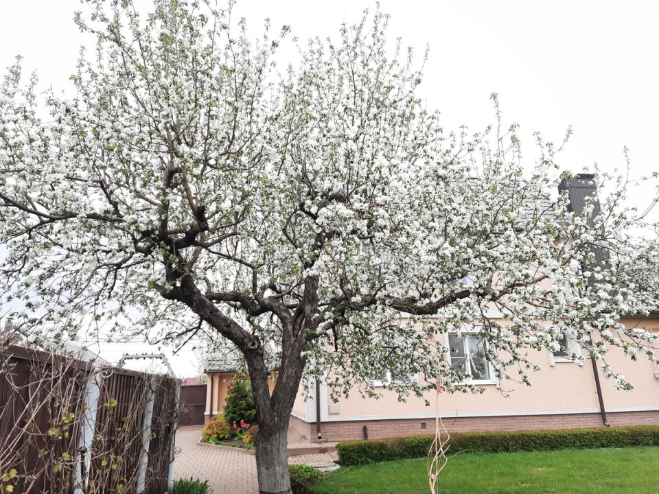 ������� ������ �������� �� �������� ����������: ������ ���������