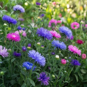 Не пропустите сроки: когда сажать астры для летнего цветения