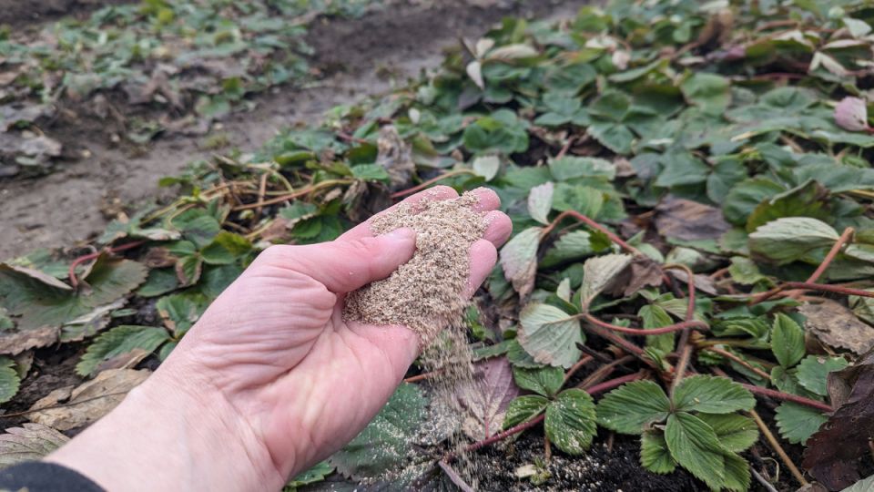 ��� �������� ������ �������� � ������� ������� �������