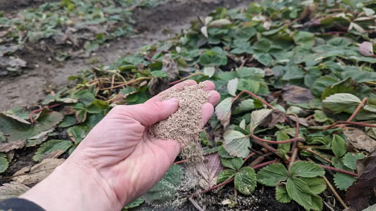 Как улучшить урожай клубники с помощью простых средств