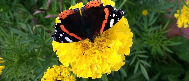 ��������, ������� ������� ��� ��� ��� �����