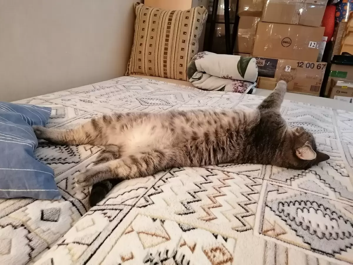 Как расшифровать язык кошек: от хвоста до глаз