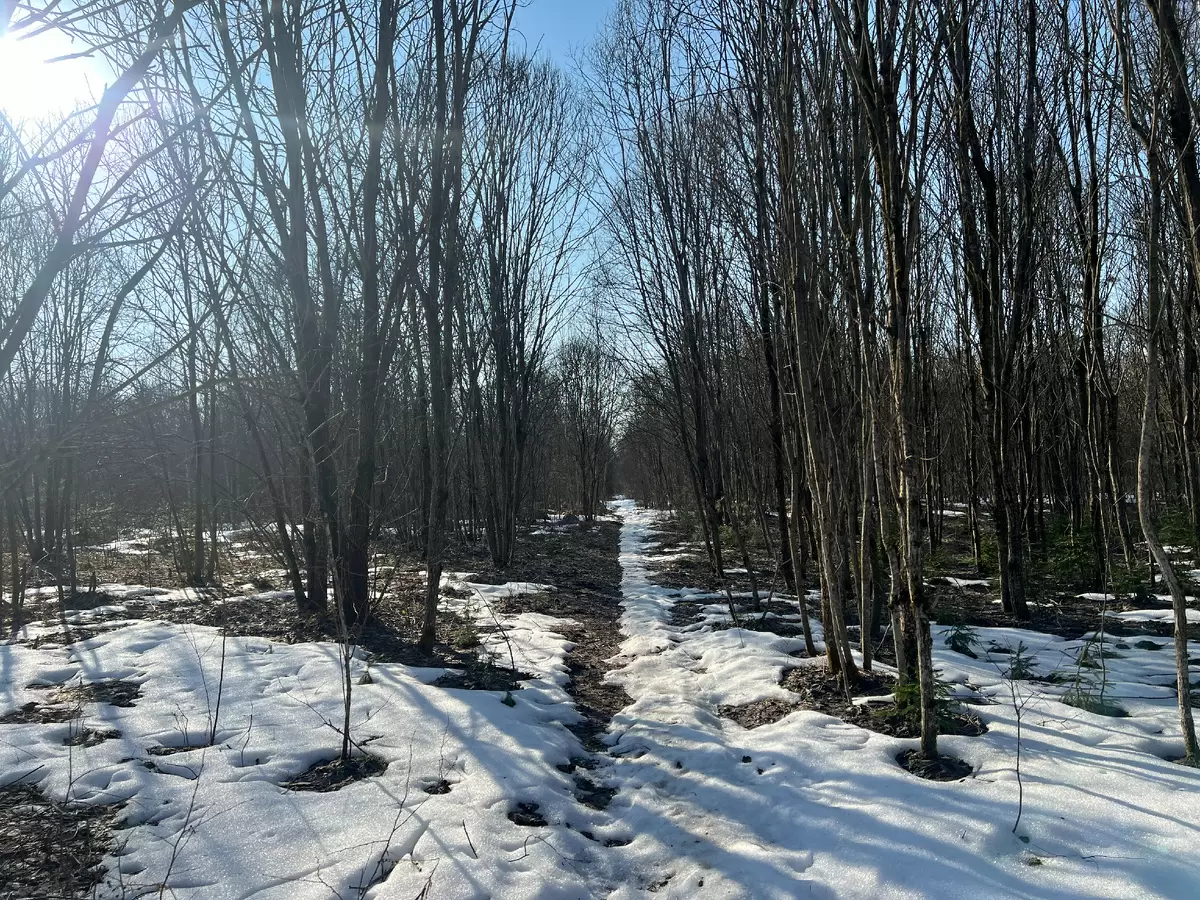 Весенние грибы: где их искать в апреле 2026 года