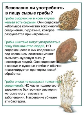 Сырые грибы: можно ли их есть без опасений?
