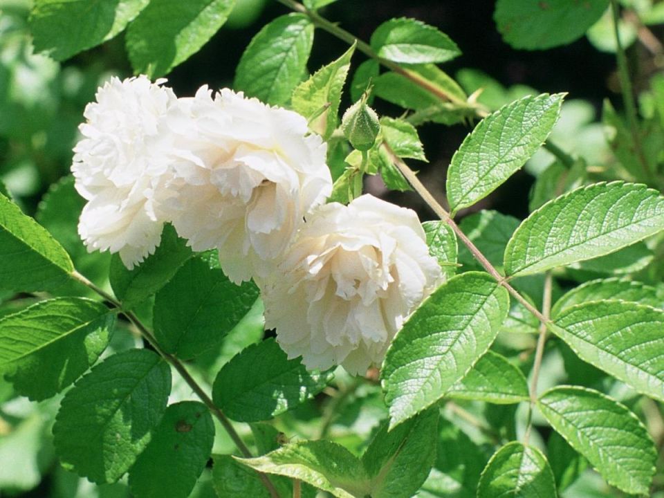 �������� ��� ���: ������� �����, ����� ������ ��� ������� �����