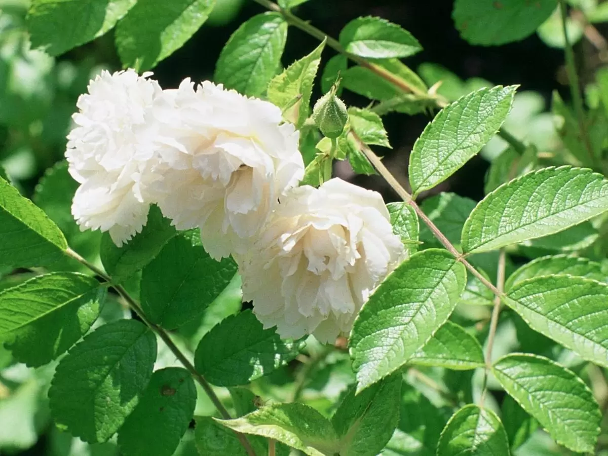 Сентябрь для роз: секреты ухода, чтобы весной они зацвели пышно