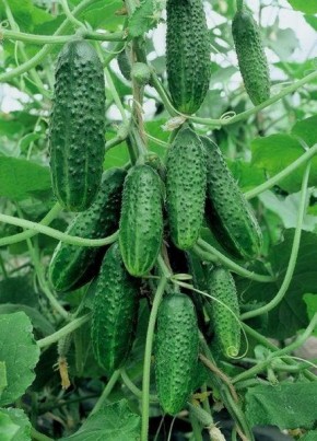 ������ ����������� ������: ��������� ����� ��� ������ �������