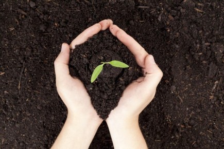 Как поднять плодородие почвы: альтернативы навозу, о которых стоит знать