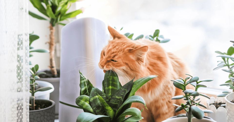 ������ ��� ��� �������: �������� ������� � ������� �������