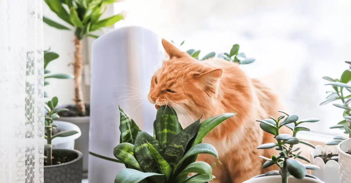 Почему кот ест рассаду: основные причины и простые решения