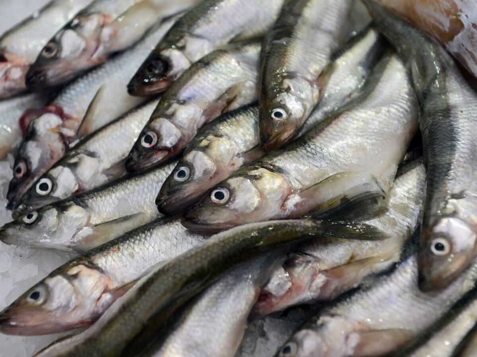 ������������� ������ ��������� ����������� ������� ����������� ��� �� ���� � ������