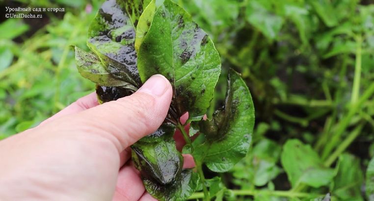 ���������� ���������: ��� �������� � ������ � ����� �������