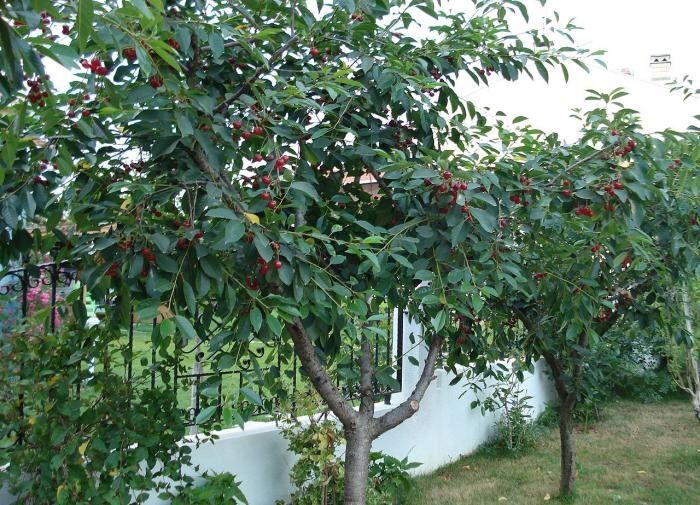 ��� ������� ����� ��� ������: ���������� ������ ��� ��������� � 2025 ����