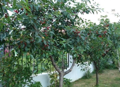 ��� ������� ����� ��� ������: ���������� ������ ��� ��������� � 2025 ����