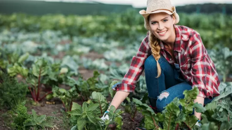 Как избежать потерь при уборке свеклы: секреты опытных огородников
