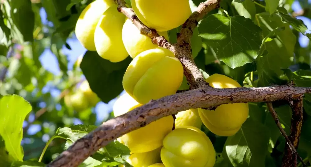 Как выбрать идеальные абрикосы шалах: секреты и советы