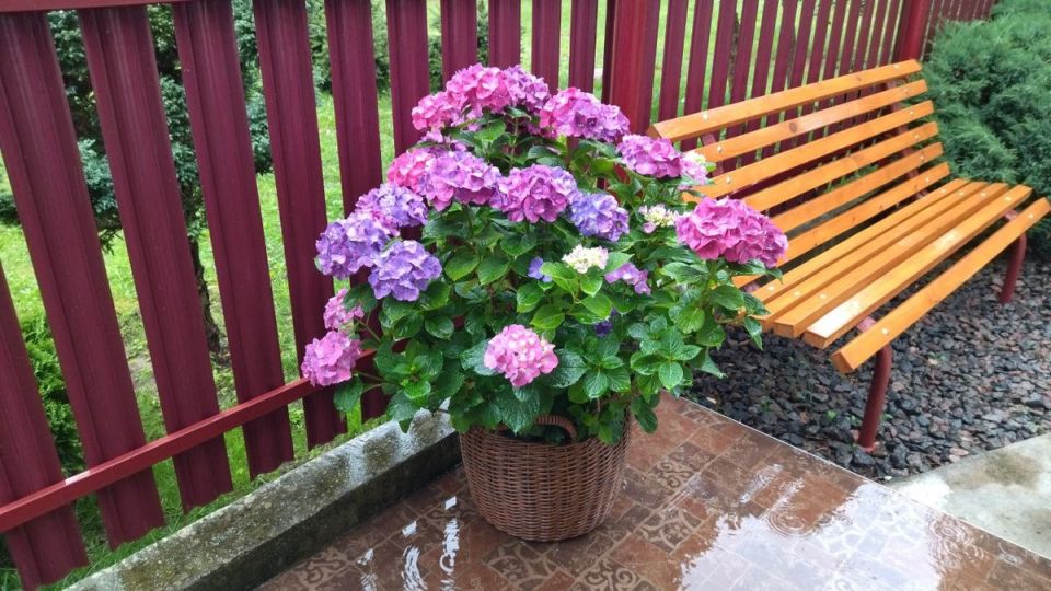 ��������� ���������: ��� ��������� �� ������� � �������� � �������