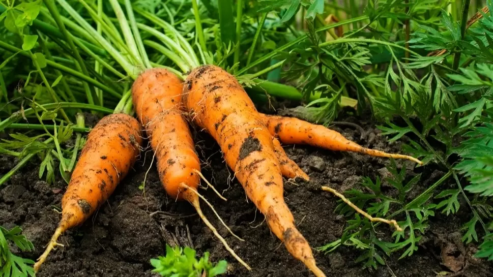 Как в октябре правильно вносить органические удобрения и спасти корнеплоды от гниения